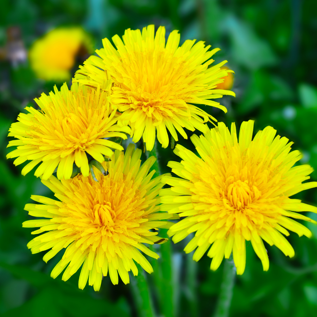 Dandelion Grass