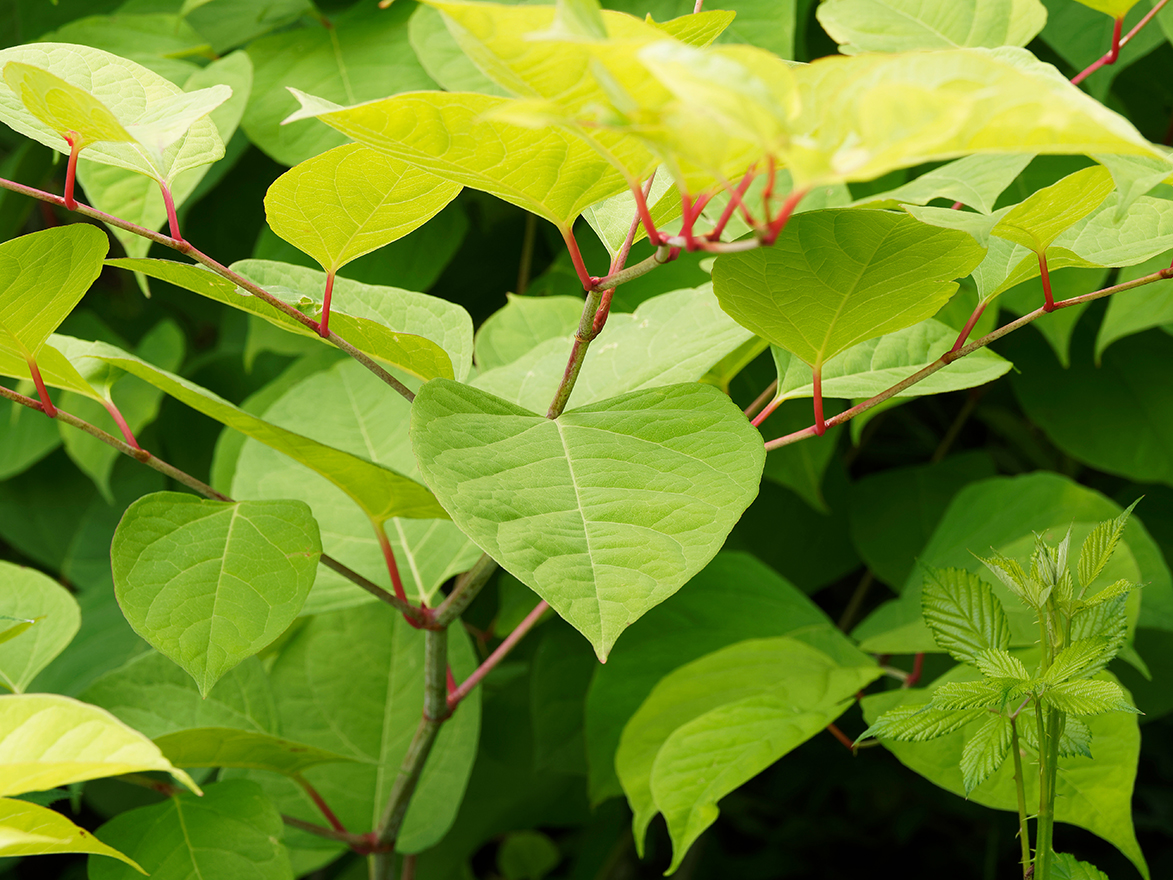 Resveratrol
