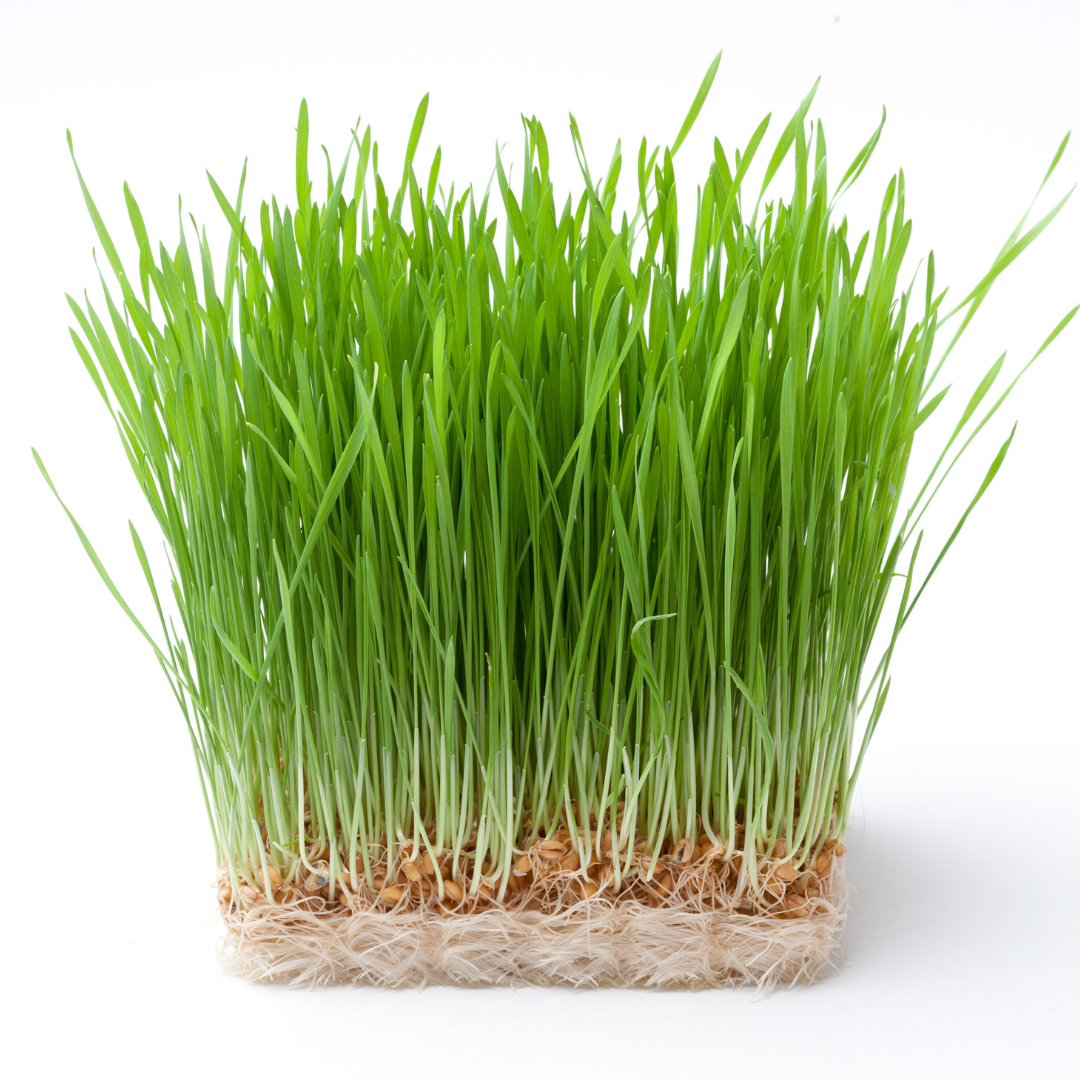 Wheat Grass